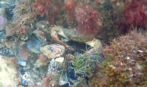 Identification crabe