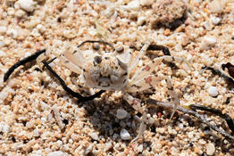 Identification crabe Maurice