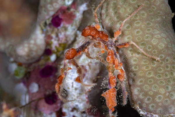 Identification crabe - Mayotte
