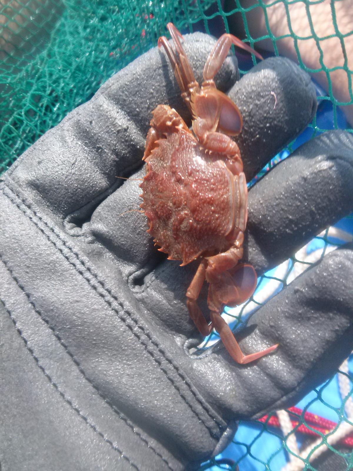 Identification crabe nageur