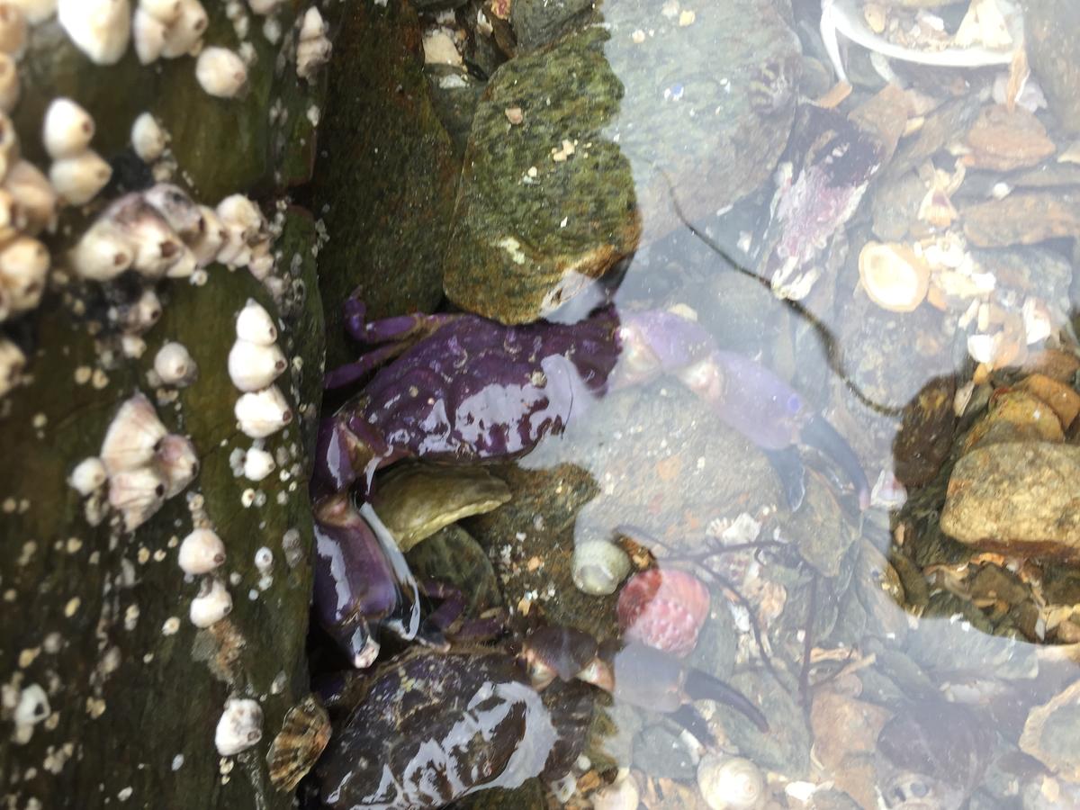 Identification crabe violet
