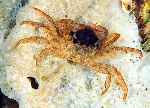 Identification crabe Zélande
