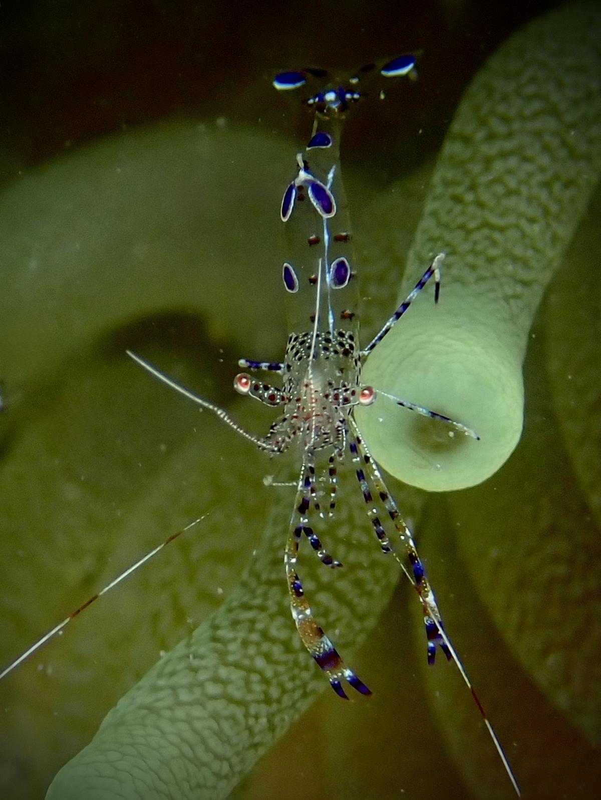 Identification crevette