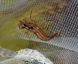 identification crevette