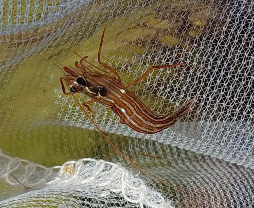 identification crevette