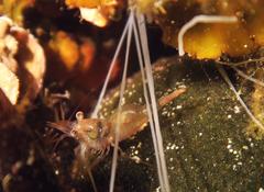 identification crevette