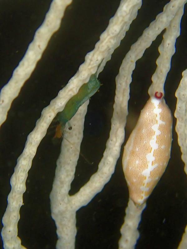 Identification crevette