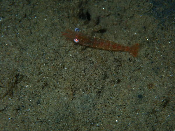 Identification crevette