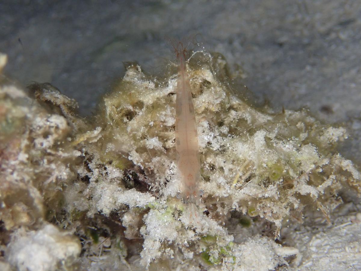 identification crevette