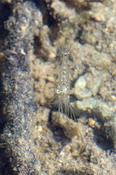 Identification crevette Ile Maurice sp.2