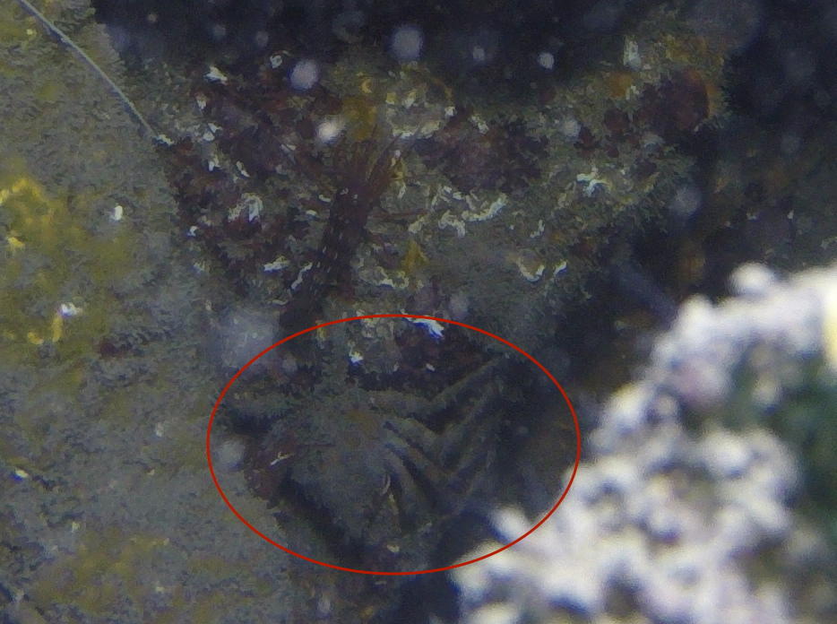 Identification crustacé, araignée ridée ?