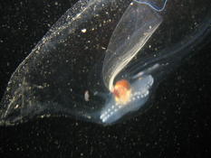 Identification crustacé (isopode ?) dans salpe Thétys