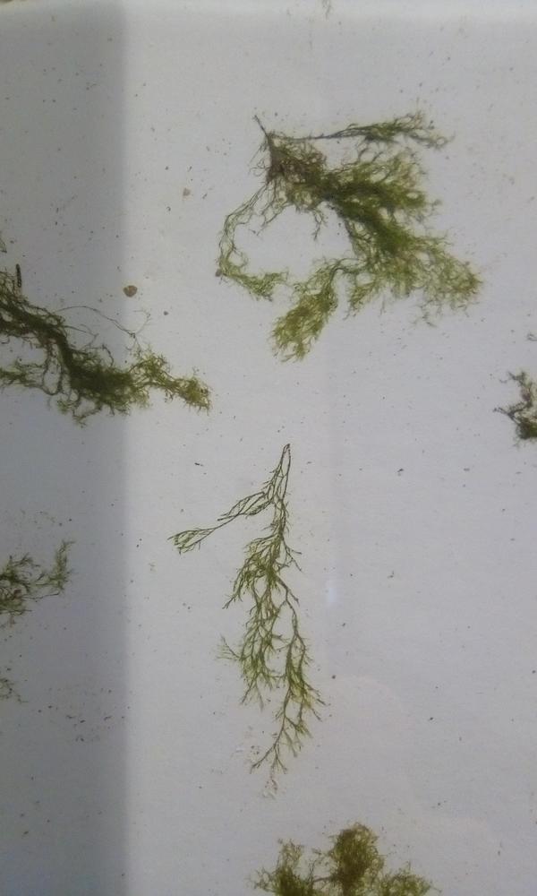 Identification d'algue