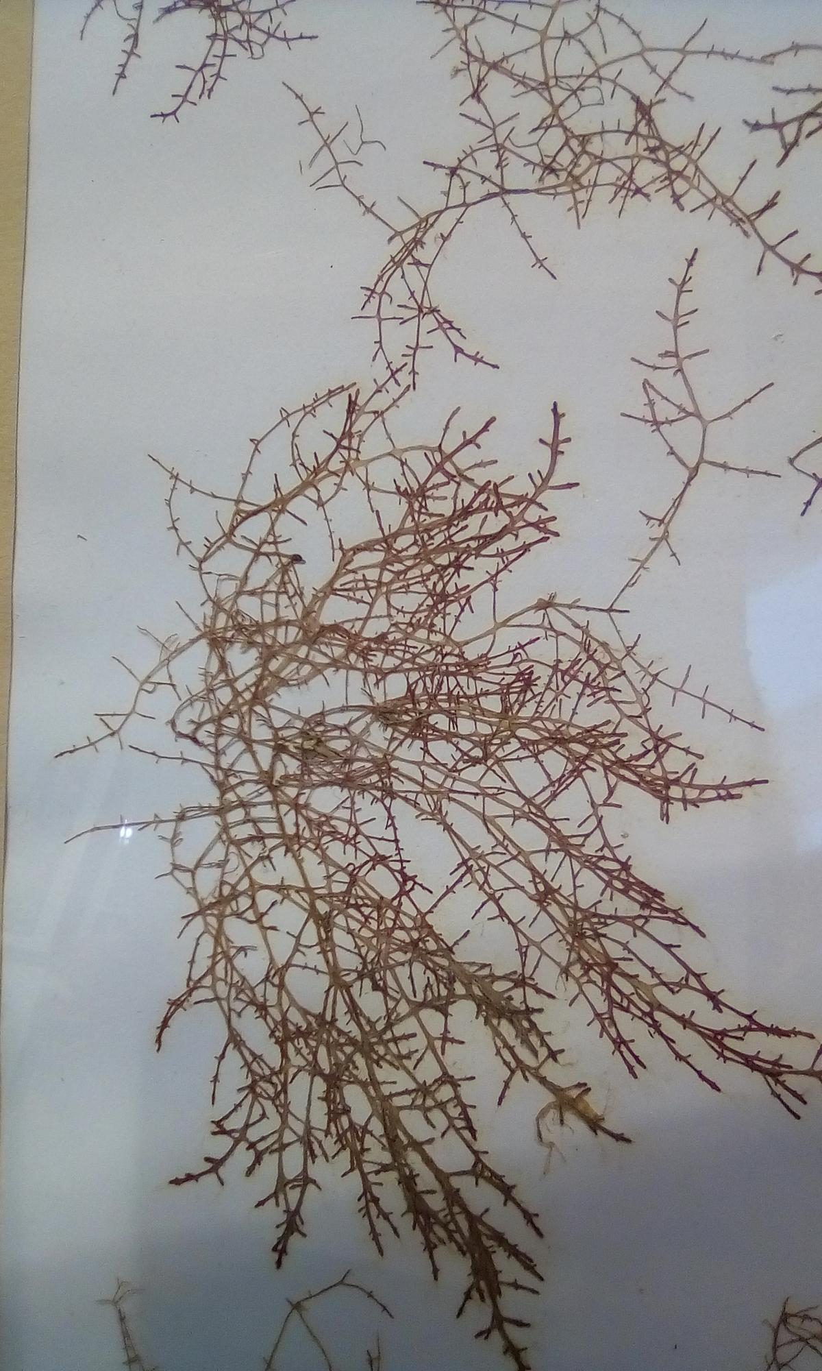 identification d'algue