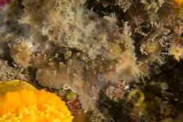 Identification d'un bryo de Méditerranée