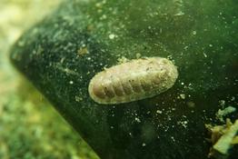 Identification d'un chiton