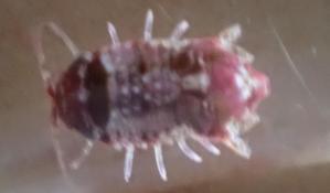 IDENTIFICATION D UN COPEPODE