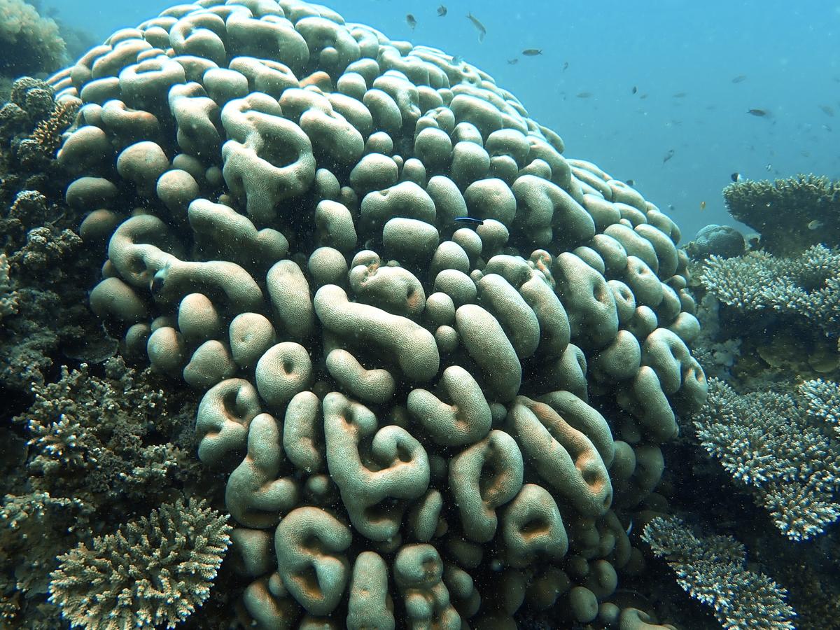 identification d'un corail massif à Mayotte ?