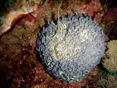 identification d'un corail mou