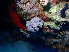 identification d'un corail solitaire ?