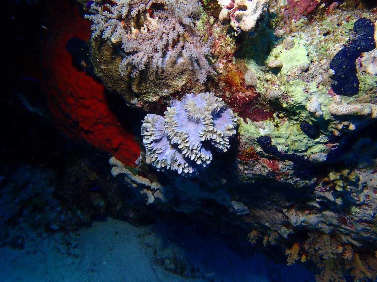identification d'un corail solitaire ?