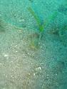 Identification d'un crabe