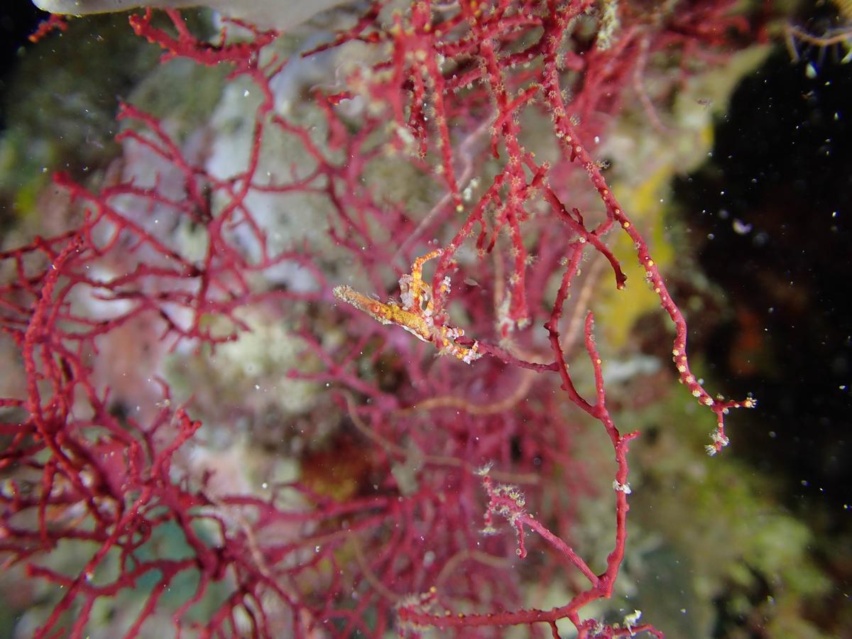 identification d'un crabe à long rostre