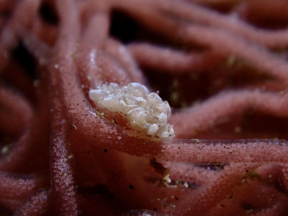 Identification d'un gastéropode