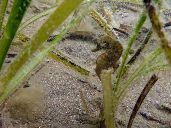 Identification d'un hippocampe