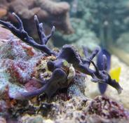 Identification d'un invertébré en aquarium