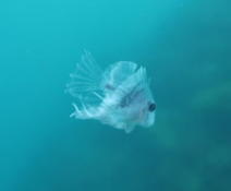 Identification d'un (jeune) poisson?