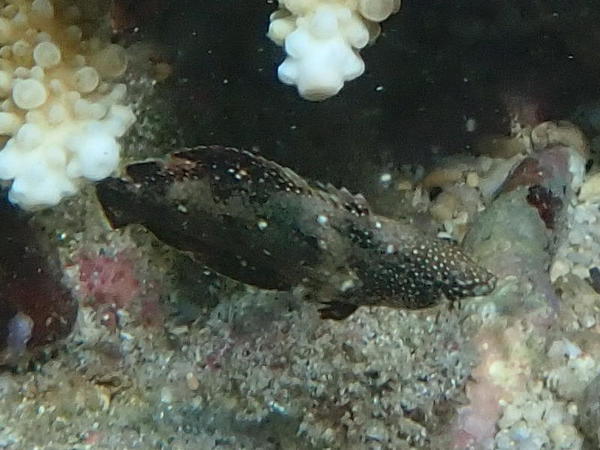 identification d'un jeune poisson (La Réunion)