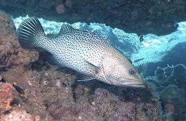 Identification d'un mérou à Mayotte 