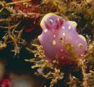 Identification d'un nudibranche