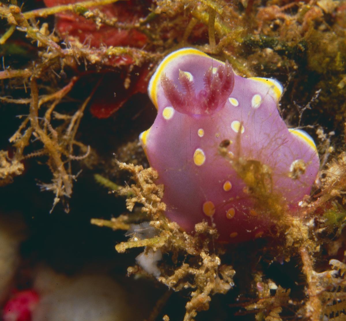 Identification d'un nudibranche