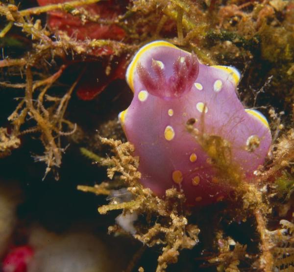 Identification d'un nudibranche