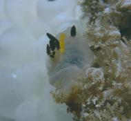 Identification d'un Nudibranche