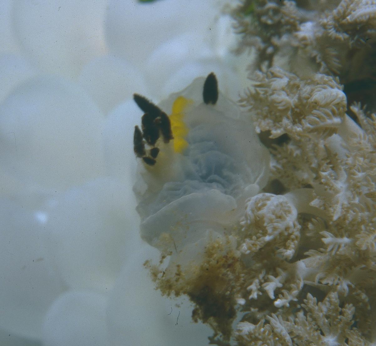 Identification d'un Nudibranche
