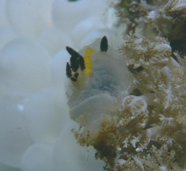 Identification d'un Nudibranche