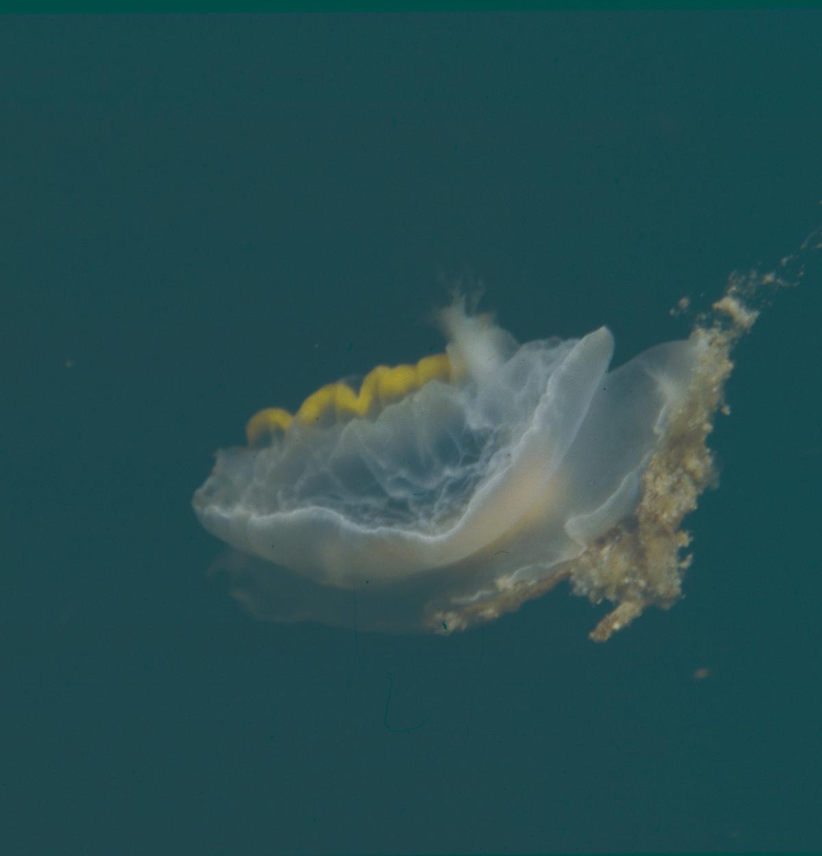 <p>Merci Alain-Pierre pour cette identification. Je n''ai vu effectivement qu'une seule fois ce nudibranche. J'ai trouvé une seconde photo.</p>