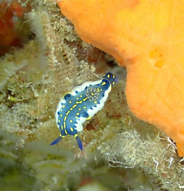 Identification d'un nudibranche 