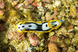 Identification d'un nudibranche