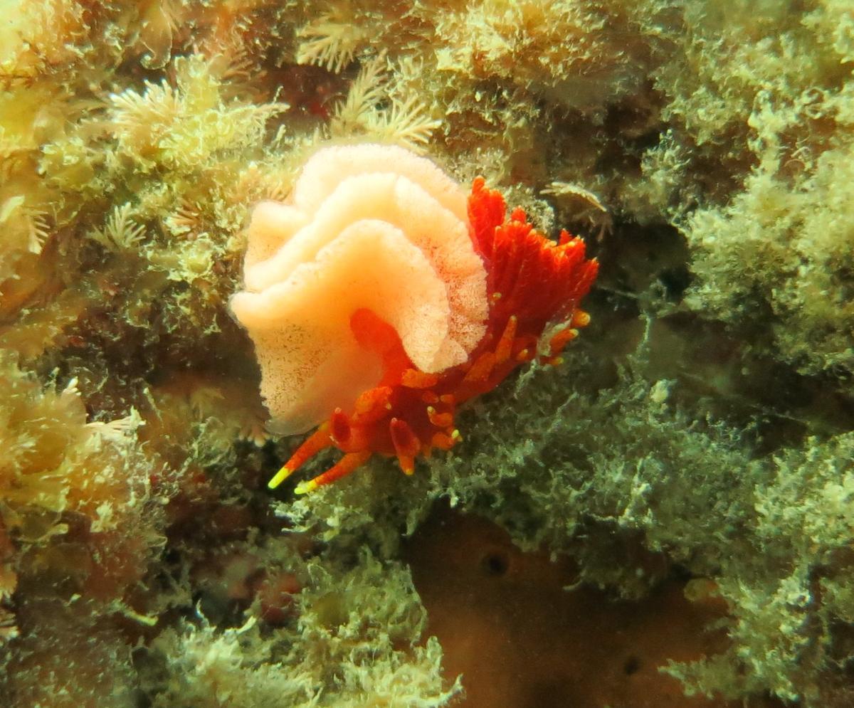 Identification d'un Nudibranche