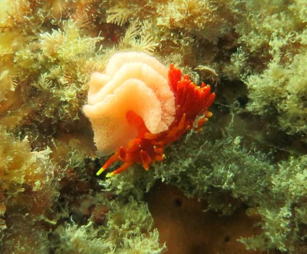 Identification d'un Nudibranche