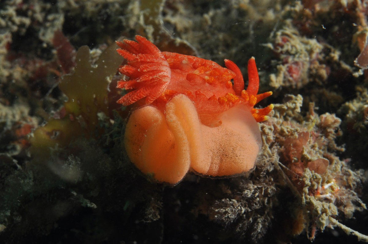 <p>Oui, il s'agit bien d'Okenia elegans et sa ponte.</p>