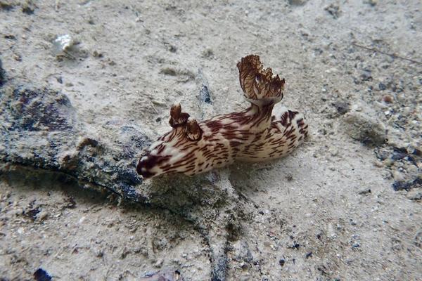 Identification d’un nudibranche