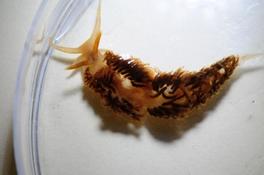 Identification d'un nudibranche