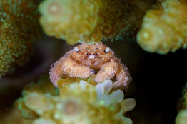 Identification d'un petit crabe - Mayotte