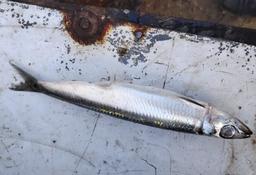 identification d'un poisson