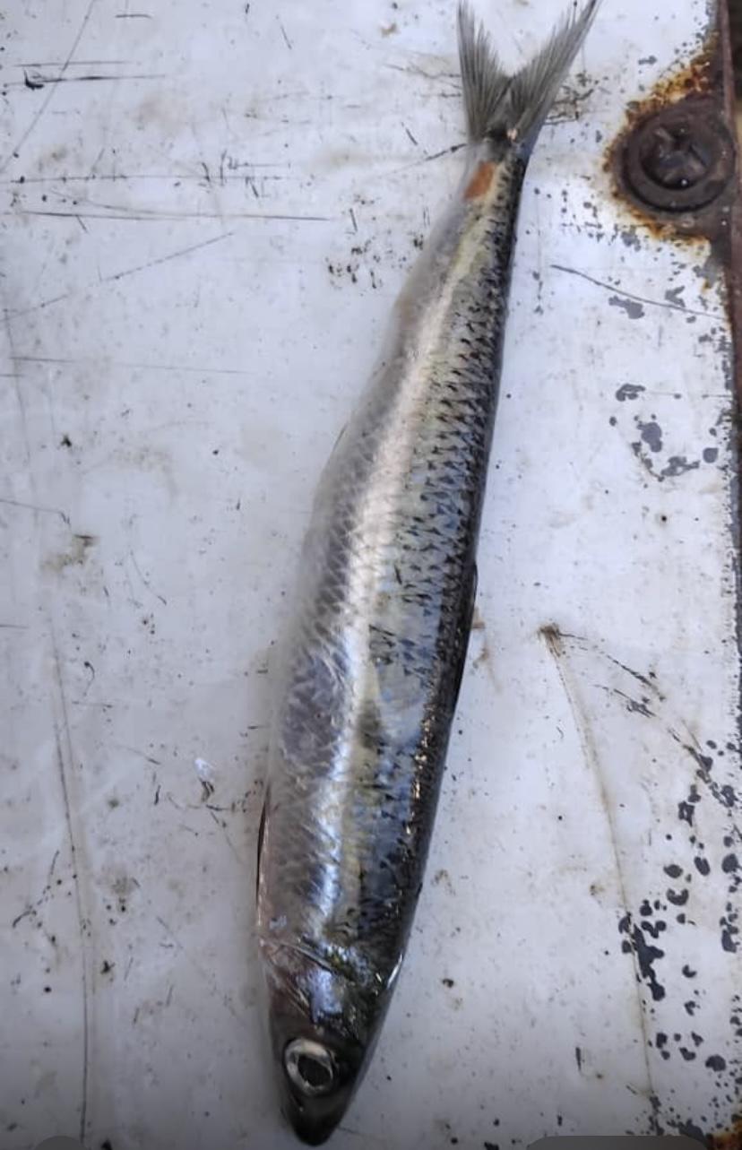 <p>voila une autre photo</p>